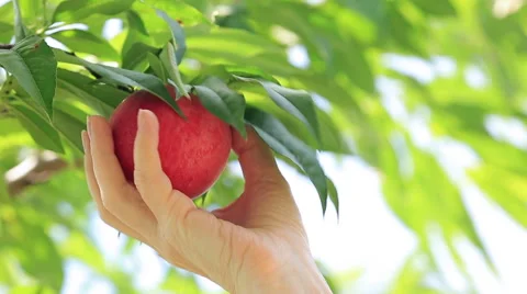 A farmer harvests peaches. Stock Footage 52990563