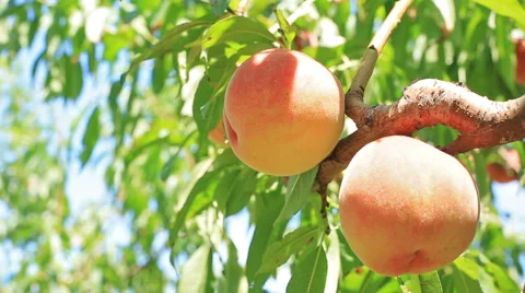 Farmer harvests peaches. Stock Footage 65517475