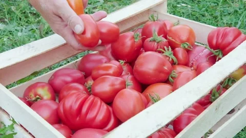 Farmer harvests tomatoes, puts them in a box. Ripe red tomatoes in a wooden box Stock Footage 223593485