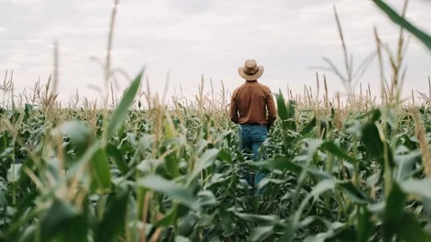 Farmer in Hat inYoung Corn Field and Examining Crop. Man Walking Through Corn Stock Footage 137700285