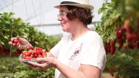 Farmer in hat picking ripe and red strawberries and smile. Stock Footage 243170378