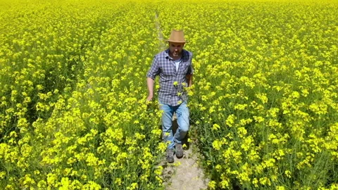 Farmer in Hat Walking in Rapeseed Field and Examining Crop. Aerial View Man W Stock Footage 131931738