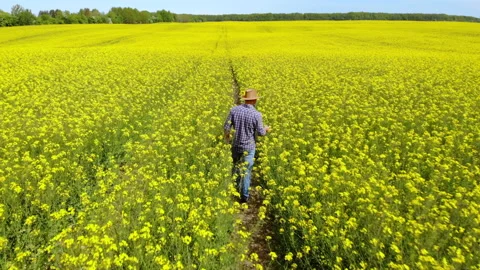 Farmer in Hat Walking in Rapeseed Field and Examining Crop. Aerial View Man W Stock Footage 132044930
