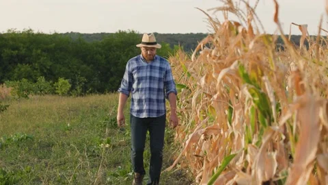 Farmer with hat walking through corn field in summer at sunset Stock Footage 209970852