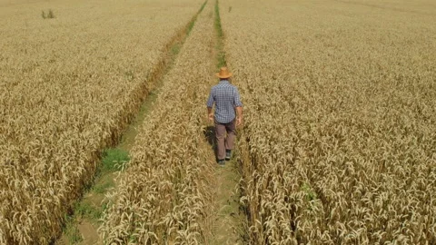 Farmer  in Hat in Young Wheat Field and Examining Crop. Aerial View Man Walki Stock Footage 121451068