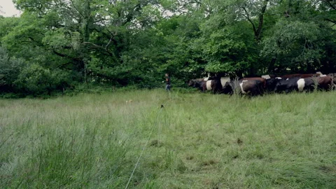 Farmer herding a group of belted galloway cows through a green meadow Stock Footage 340560869