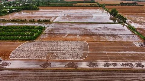 Farmer herding thousands of ducks in rural Vietnam Vidéo 339871712