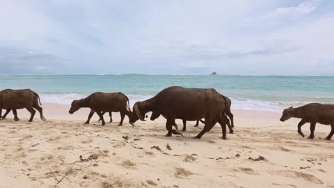 Farmer Herding Water Buffalo Along Sandy Beach, South Lombok, Indonesia Stock Footage 341820535