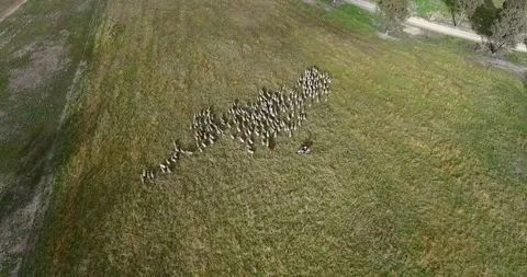 A farmer herds sheep by motorbike Stock Footage