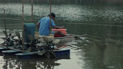 Farmer on his raft feeding the shrimps Rec709 Stock Footage