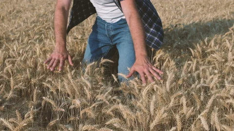 Farmer in his wheat field Stock Footage 157230558