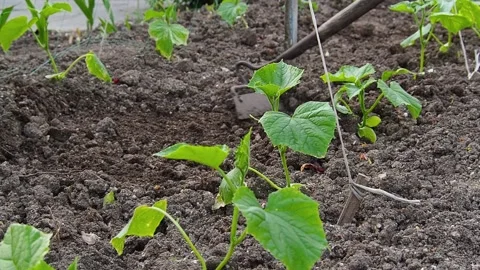 A farmer with a hoe corrects a bed of cucumbers Stock Footage 155198870