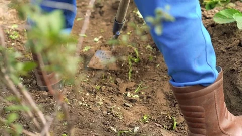 Farmer with hoe weeding field Stock-Footage 80301170