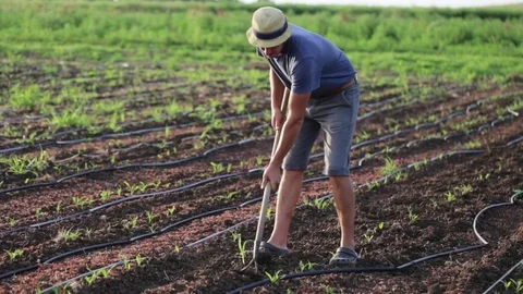 Farmer with hoe weeding field with young growth of corn at organic eco farm Stock Footage 78135061