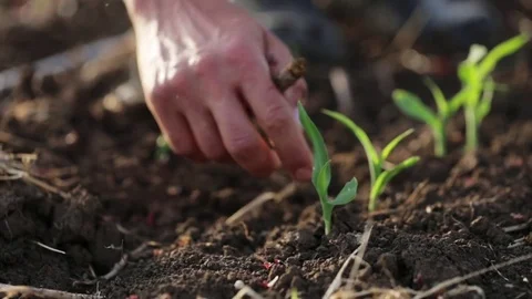 Farmer with hoe weeding field with young growth of corn at organic eco farm Stock Footage