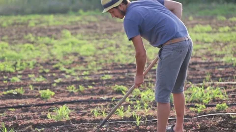 Farmer with hoe weeding field with young growth of sweet potato at organic farm Stock Footage 78135993
