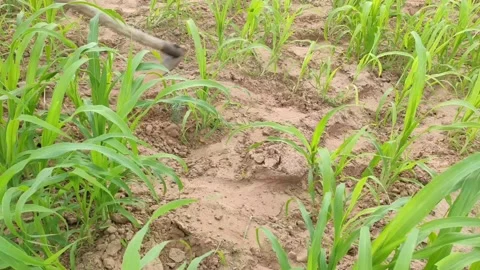 Farmer hoeing to Bajara crop Stock Footage 136445686