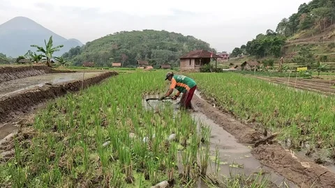 A farmer is hoeing or plowing a field in preparation for planting rice Stock Footage 286804298