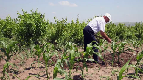 Farmer hoeing in the organic corn field, traditional agriculture, cereal plants Stock Footage 39498139