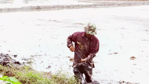 The farmer is hoeing in the rice fields Stock Footage 205539170