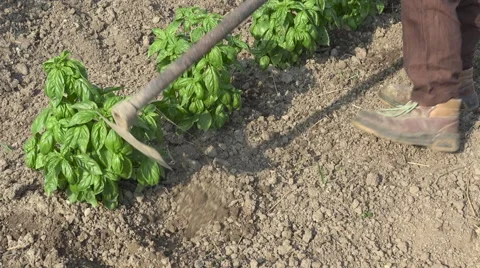 Farmer hoeing soil plants of basil, organic food agriculture Video stock 64642834