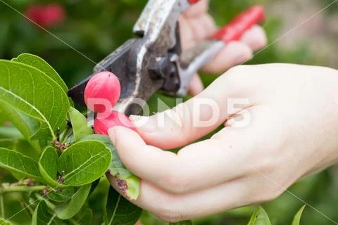 Farmer hold scissor to cut fresh bengal currant (Christ 's thorn) from their Stock Photos