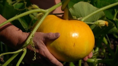 Farmer is holding and checking fresh growing pumpkin in extreme slow motion Видео 96100317