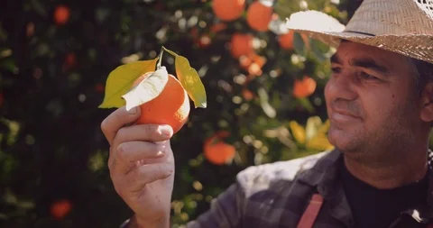 Farmer holding and checking orange in orange trees orchard Vídeos de archivo 90391250