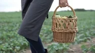 The Farmer Is Holding A Basket Of Organic Vegetables Stock Footage