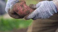 The Farmer Is Holding A Biological Product Of Potatoes, Hands And Potatoes Stock Footage