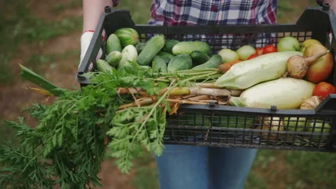 Farmer holding box full of fresh organic vegetables. Close up of vegetables. Eco Stock Footage 136656375
