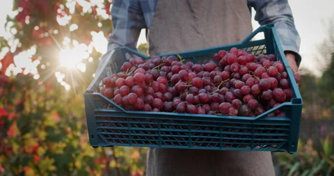 The farmer is holding a box of grapes Stock Footage 169086474