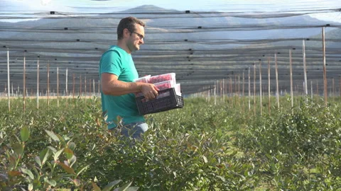 Farmer holding boxes of fruit walks through raspberries Stock Footage 141355734