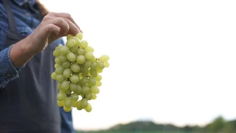 A farmer holding a bunch of grapes Stock Footage 80415384