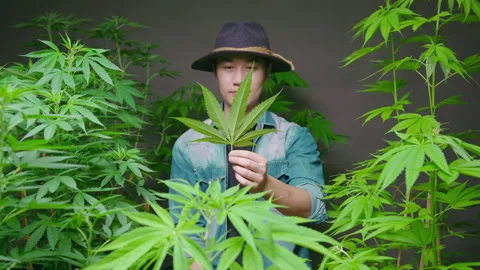 Farmer is holding cannabis leaf , checking and showing in legalized farm. 動画素材 158520961