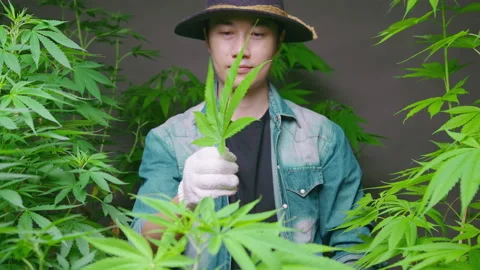 Farmer is holding cannabis leaf , checking and showing in legalized farm. Stock Footage 158521054