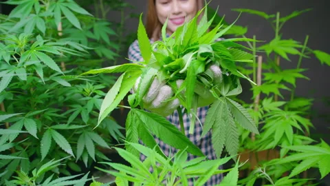 Farmer is holding cannabis leaf , checking and showing in legalized farm. Vídeo Stock 158521075
