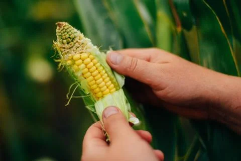 Farmer holding  corn cobs in hand in corn field. A close up of an woman hands Stock Photos