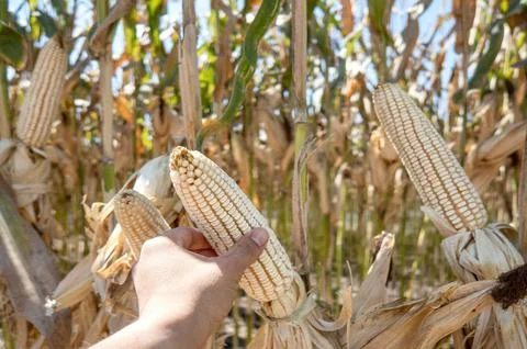 Farmer holding corn cobs in hand in corn field. Foto stock