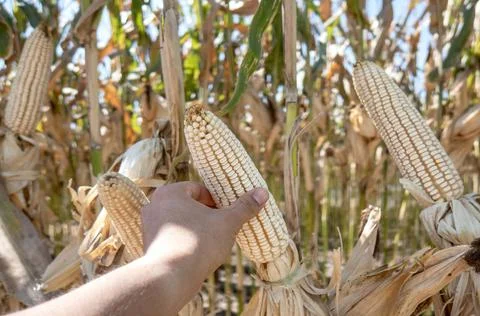 Farmer holding corn cobs in hand in corn field. Foto stock