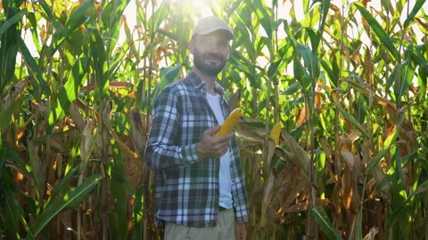 Farmer holding corn in his hands Stock Footage 251757577