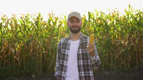 Farmer holding corn in his hands on the field Stock Footage 251757705