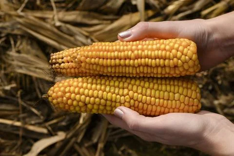 Farmer holding corncobs in corn field,close up Stock Photos