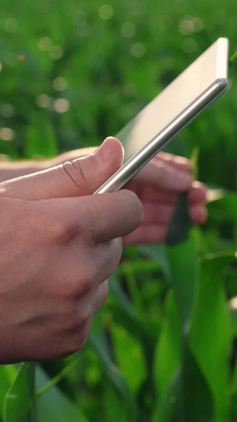 Farmer holding digital tablet. Close-up. Farmer working in field using computer 스톡 동영상 333714287