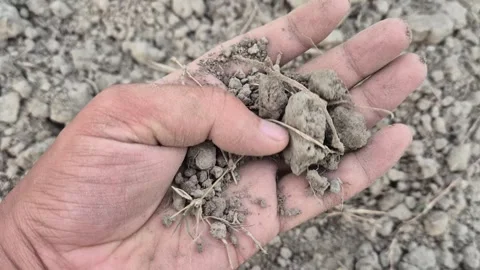 Farmer Holding Dry Parched Soil Clods In Hand Inspecting Arid Agriculture Field Stock Footage 342016153