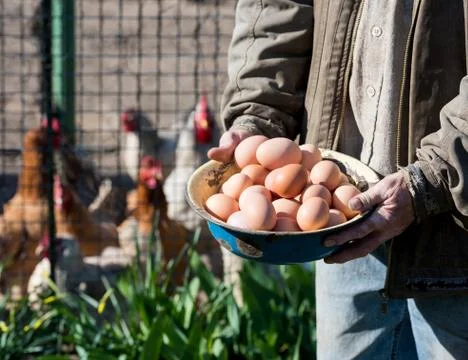 Farmer holding eggs Stock-Fotos