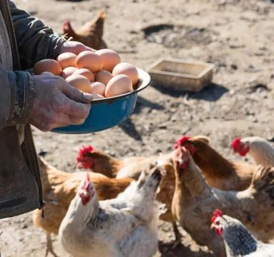 Farmer holding eggs 写真素材