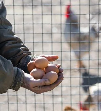 Farmer holding eggs Stock Photos