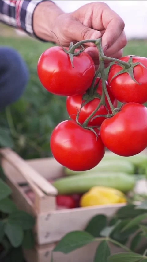 Farmer holding fresh red tomatoes. Farmer selling fresh crops, tomato harvest. Stock Footage 326634883