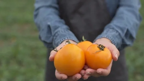 Farmer holding fresh tomatoes Stock Footage 80726015